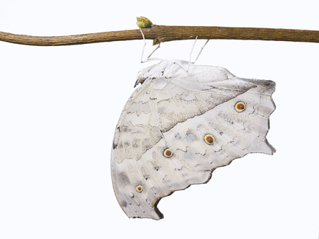 The forest, or common, mother-of-pearl butterfly, Salamis parhassus. The light grey butterfly with wings closed isolated on white backgroundの写真素材