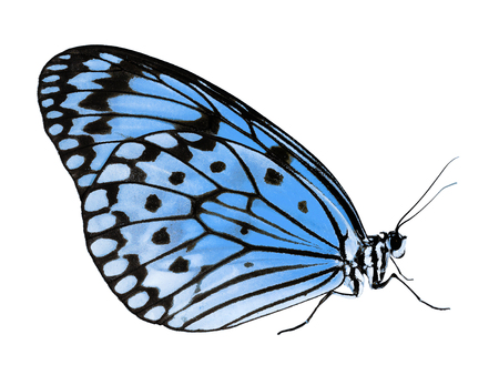 A paper kite butterfly, rice paper butterfly or large tree nymph, Idea leuconoe, The big white butterfly sits with its wings closed. Side view, isolated on white background, color change to blue.の写真素材