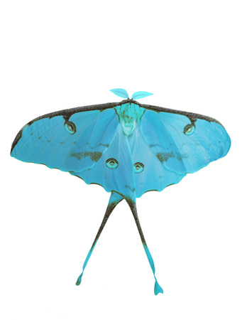 African moon moth, Argema mimosae, isolated on white background. The moth has long tails on its wings and feather-like antennae. Color change to light blueの写真素材