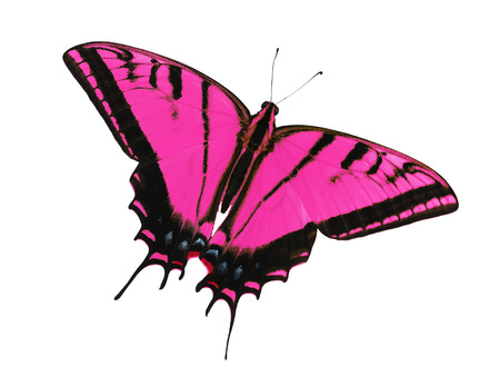 Two-tailed swallowtail butterfly, Papilio multicaudata, isolated on white background. The largest of the US tiger sawllowtails, this one has even three tails on each wing. Color change to magentaの写真素材