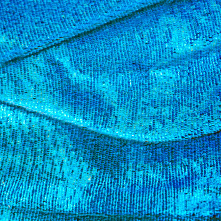 A bright blue opalescent fragment of a wing of the blue morpho butterfly, Morpho peleides. Cells,...