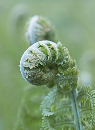 A young rolled spring of the shuttlecock fern, or ostrich fern, Matteuccia struthiopteris, on blurred green background looks confusedの写真素材