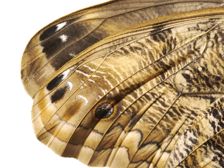 A fragment of a wing of the forest giant owl butterfly, Caligo eurilochus. Butterfly wing is divided into cells with veins, and covered with scales. Tips of forewings are isolated on white background.の写真素材