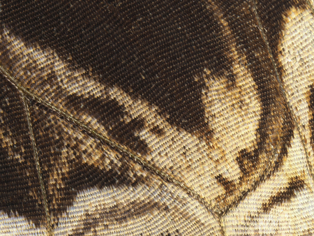 A fragment of a wing of the forest giant owl butterfly, Caligo eurilochus. Cells, veins and scales of a butterfly wing are perfectly seen on the high magnification image.の写真素材