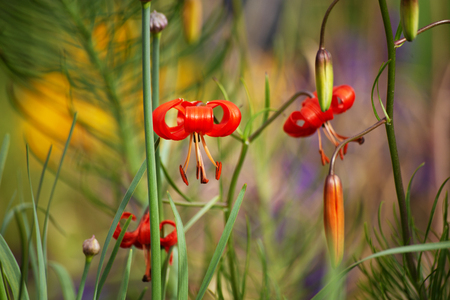 Red flowers of wild Siberian small lilies, Lilium pumilum, with curled flowerleaves and big pistils is seen brightly among other plantsの写真素材