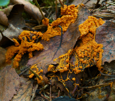 An orange veiny and granular plasmodium of a Physarum slime mold, or myxomycete, is crawling and spreading on dead leaves. Slime moulds are special organisms that gather from microscopic amoebaeの写真素材