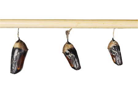 A row of ready to emerge pupae of the plain tiger butterfly, Danaus chrysippus, glued to a stick. Isolated on white background. Pupae is a stage between caterpillars and butterflies.の写真素材
