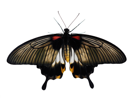 Great Mormon butterfly, Papilio memnon, is isolated on white background. This female butterfly from Philippines has tailes on tips of wings, yellow abdomen, white spots on grey and black backgroundの写真素材
