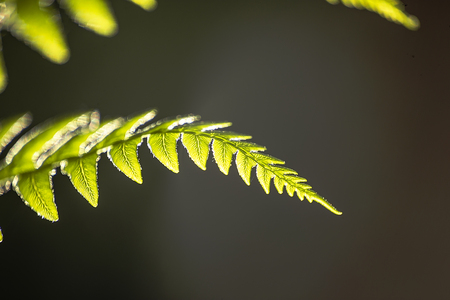 A green leaf of a fern is pictured against neutral grey backgroundの写真素材