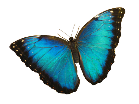 Bright opalescent blue morpho butterfly, Morpho peleides, is isolated on white background with wings open.の写真素材