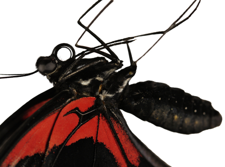 A close-up of a body of the Scarlet mormon, or red mormon female butterfly, Papilio rumanzovia from the Philippines. The butterfly is isolated on white. A big abdomen and legs are seenの写真素材