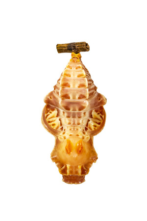 A pupa of a large red-bodied swallowtail butterfly Atrophaneura semperi from the Philippines is isolated on white background. Pupae is a stage between caterpillars and butterflies.の写真素材