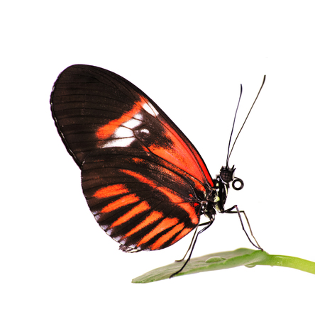 The common postman butterfly, Heliconius melpomene, with red piano key pattern on black is sitting on a leaf. Isolated on white background.の写真素材