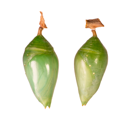 Two pupae of morpho butterflies isolated on white background. Blue-banded morpho, achilles, left, and blue morpho, peleides or helenor, right. Pupae is a stage between caterpillars and butterflies.の写真素材