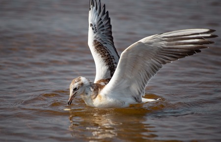 A young black-headed seagull, Chroicocephalus ridibundus, is swiming in the water. The bird is beating its wings ready to fly, to dive or to cach food.の写真素材