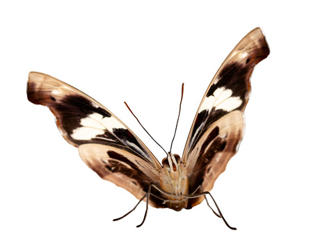 A female Grecian shoemaker, blue-frosted banner or stoplight Catone butterfly, Catonephele numilia sits with half-open wings brown with a white ribbon from underside. Isolated on white backgroundの写真素材