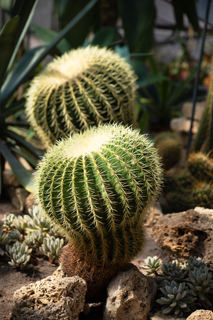 Two big barrel cacti, Echinocactus, in a desert plant conservatory. Each cactus is round and has batches of thorns in vertical rows. The succulent plants are lighten with the sun.の写真素材