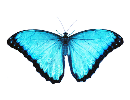 Bright opalescent blue morpho butterfly, Morpho peleides, is isolated on white background with wings open. Blue color is enhanced to make it even bluer.の写真素材
