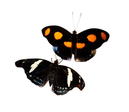 A male and a female Grecian shoemaker, blue-frosted banner or stoplight Catone butterfly, Catonephele numilia isolated on white. The male has orange spots, the female has white stripes and blue dots.の写真素材