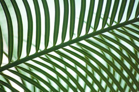 A green palm leaf on white background forms a striped pattern, or ornamental background. A conservatory of the botanical garden in St Petersburg, Russiaの写真素材