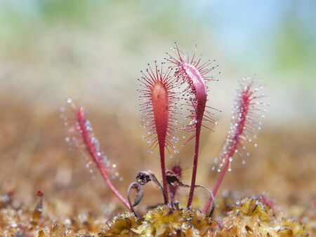 English, or great sundew, Drosera anglica, in peatmoss, Sundew, or dew plant, or lustwort, in a small carnivorous, or insectivorous, swamp plant that catch insects, with sticky drops on its leaves.の写真素材