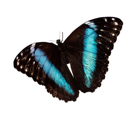 Blue-banded morpho butterfly, Morpho achilles, in flight is isolated on white background. A butterfly has a bright sparkling blue opalescent band on each wingの写真素材