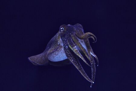 Octopusの写真素材