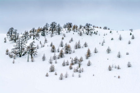 Panorama of a snow-covered slope of the Alps. Beautiful winter landscape with trees covered with snowの写真素材