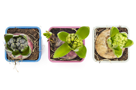 Young blue, pink and white Hyacinth flower seedlings with tuber, Hyacinthus orientalis in flower pot isolated on white backroundの写真素材