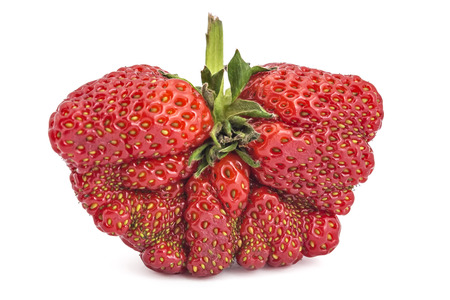 Unusual deformed fresh raw organic strawberries, on a white backgroundの写真素材