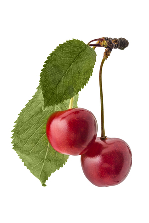 Fresh ripe organic cherries, branch with leaves, isolated on a white backgroundの写真素材