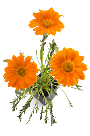 Orange gerbera flowers, Gerbera Jamesonii, in flower pot on white backgroundの写真素材