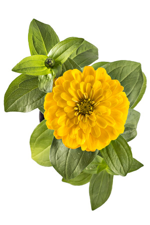 Yellow zinnia flower, Zinnia Elegans, in flower pot with green leaves. Close up view of zinnia flowersの写真素材