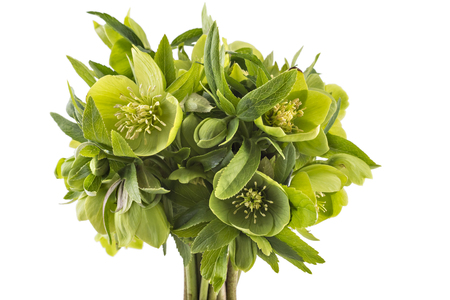 Beautiful fresh green hellebore (Helleborus odorus) bouquet, isolated on white backgroundの写真素材