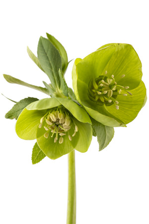 Blossoming fresh green hellebore with leafs isolated on white (Helleborus odorus)の写真素材