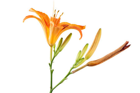 Beautifil fresh orange day lily, orange daylily, roadside daylily, tawny daylily, tiger daylily. Close up of a Hemerocallis fulva in bloom on white backgroundの写真素材