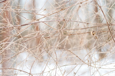 the trees growing in nature in winter. The branches are covered with snow after the last snowfall. Autumn season, the time of sunset. Small depth  field.の写真素材