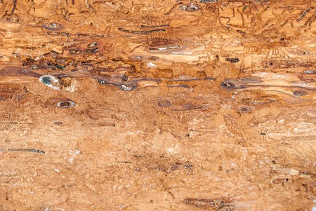 Old tree. The texture of the bark beetle. Oak. Ash. Hornbeam. Pine. Background. Wood pests. Trash. Tree bark. Cracks Woodworm Wood worms Holes Gray tree Decorativeの写真素材