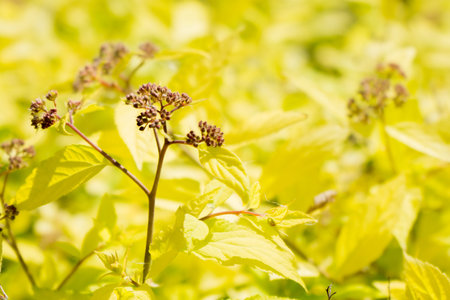 Natural Bokeh,blurred bokeh.