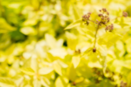 Natural Bokeh,blurred bokeh.の写真素材