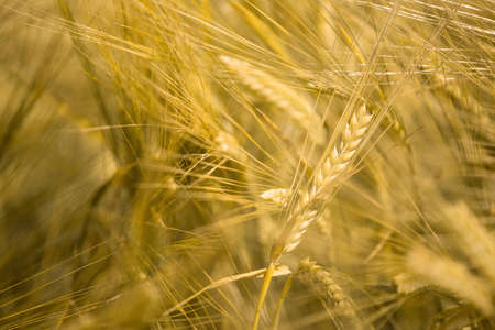 Ripe wheat at sunset. Landscape.の写真素材