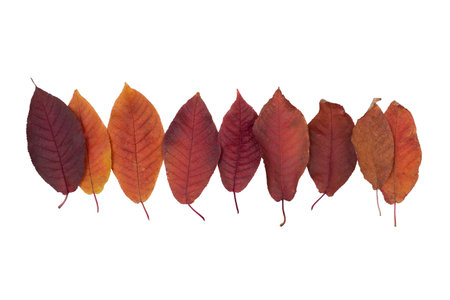 Isolated leaves. Collection of multicolored fallen autumn leaves isolated on white background. High...