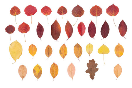 Collection of autumn leaves isolated on white background. Flat lay, top view.