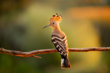 Hoopoe with a loose crest on his head sits on a branch.の写真素材