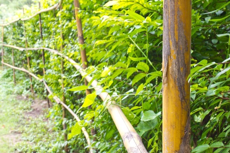 Bamboo Fenceの写真素材