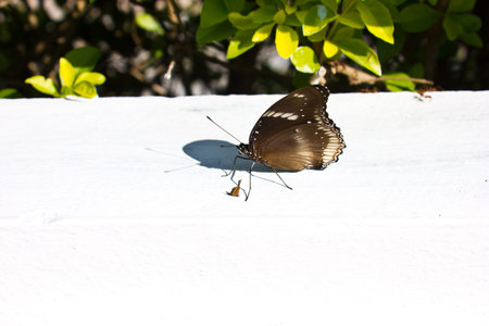 black butterflyの写真素材
