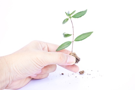 tree in handsの写真素材