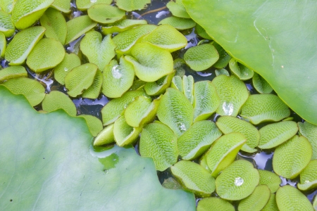 Water drops on fresh green leafの写真素材