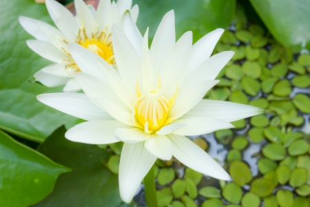 lotus flower with green nature background の写真素材