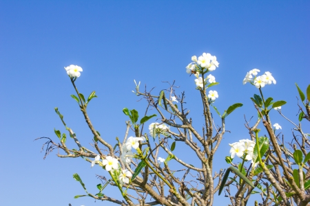 Plumeria flowers on blue backgroundの写真素材